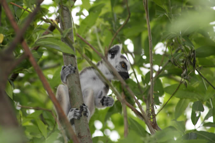 Kattas auf Madagaskar