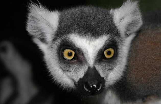 lemur catta portrait